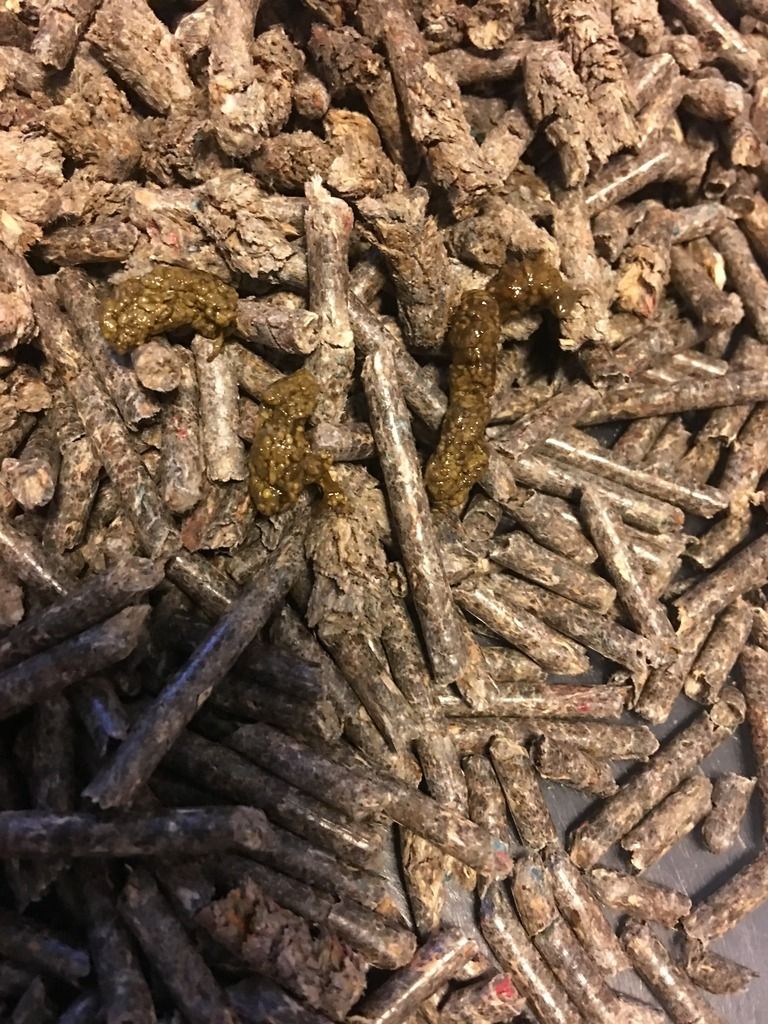 Ferret poop! The Holistic Ferret Forum